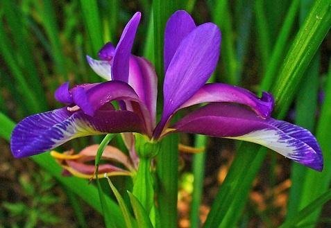 Iris graminea - Gräslilja