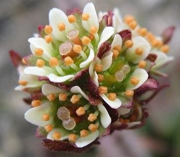 Saxifraga nivalis - Fjällbräcka