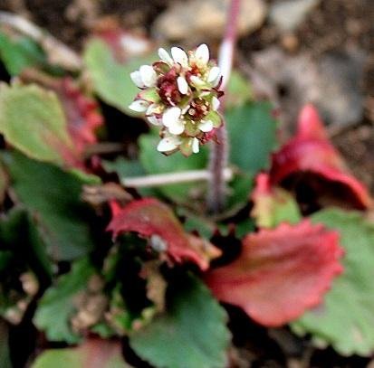 Saxifraga nivalis - Fjällbräcka