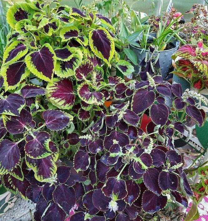 Solenostemon / Coleus - Palettblad - FRÖMIX från många olika sorter