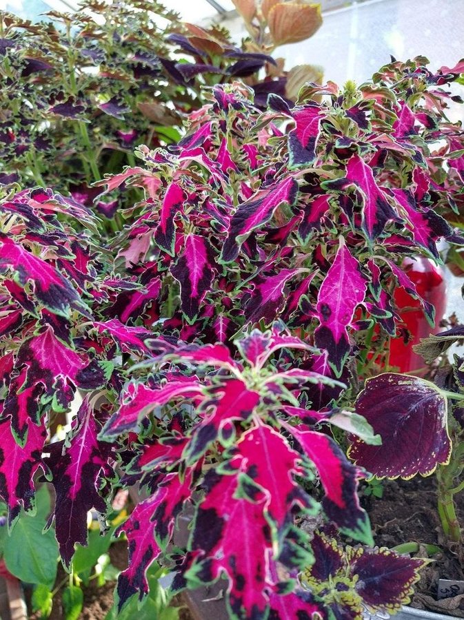 Solenostemon / Coleus - Palettblad - FRÖMIX från många olika sorter