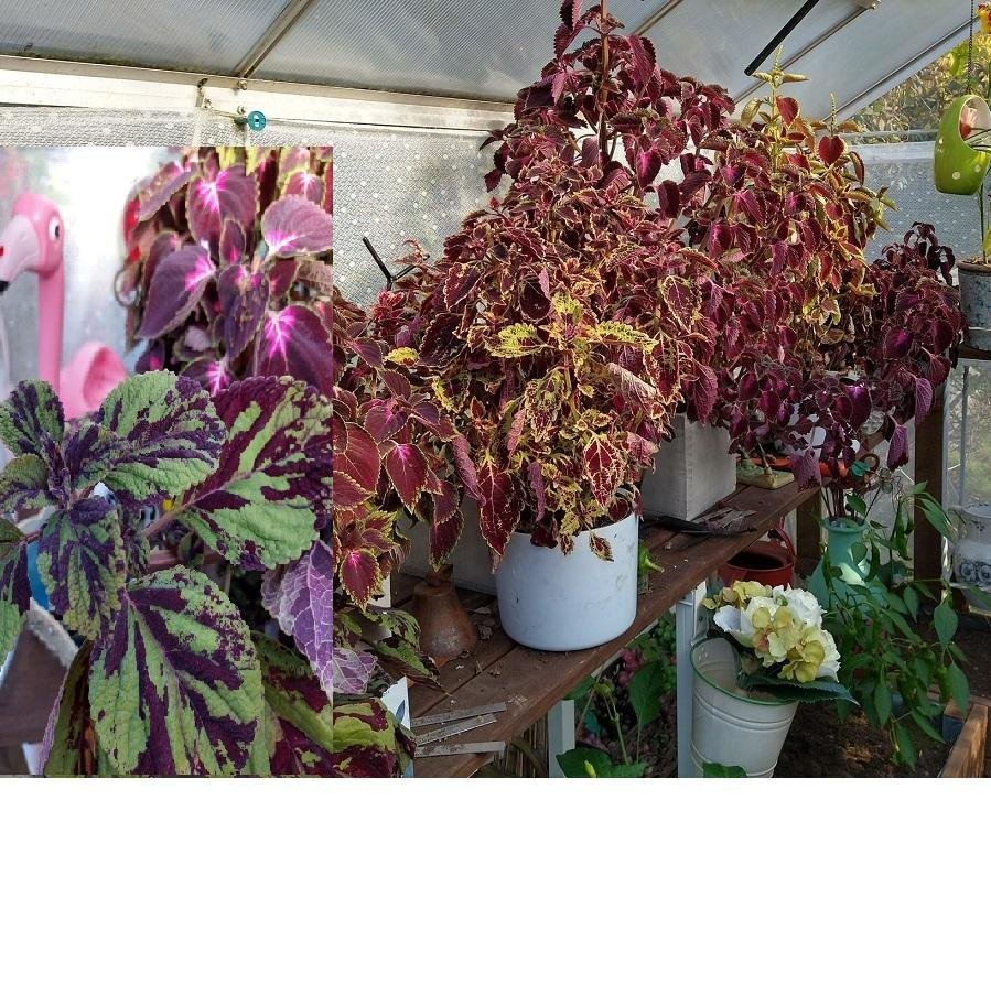 Solenostemon / Coleus - Palettblad - FRÖMIX från många olika sorter