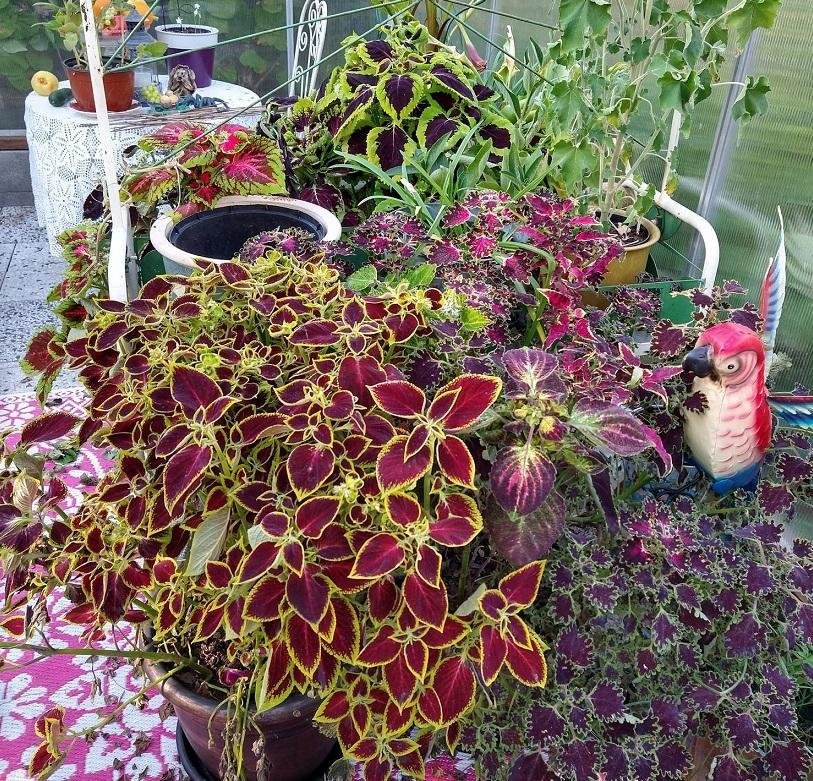 Solenostemon / Coleus - Palettblad - FRÖMIX från många olika sorter