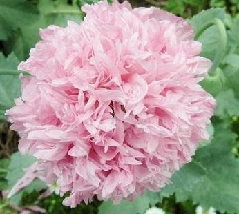 Papaver paeoniflorum 'Rose Peony' - Rosa pionvallmo