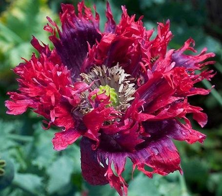 Papaver somniferum 'Drama Queen' - Opievallmo