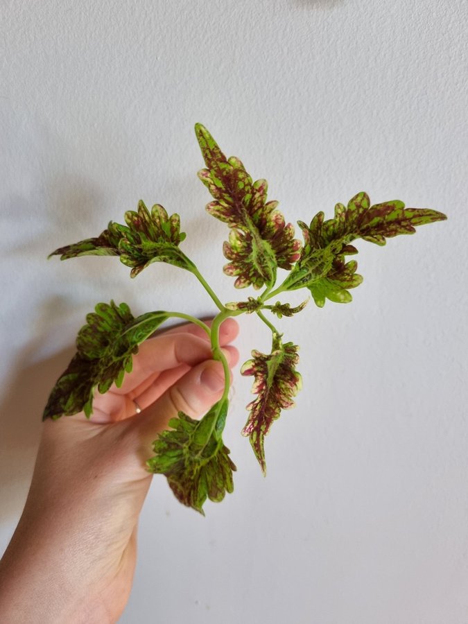 Palettblad Gilda Coleus Stickling