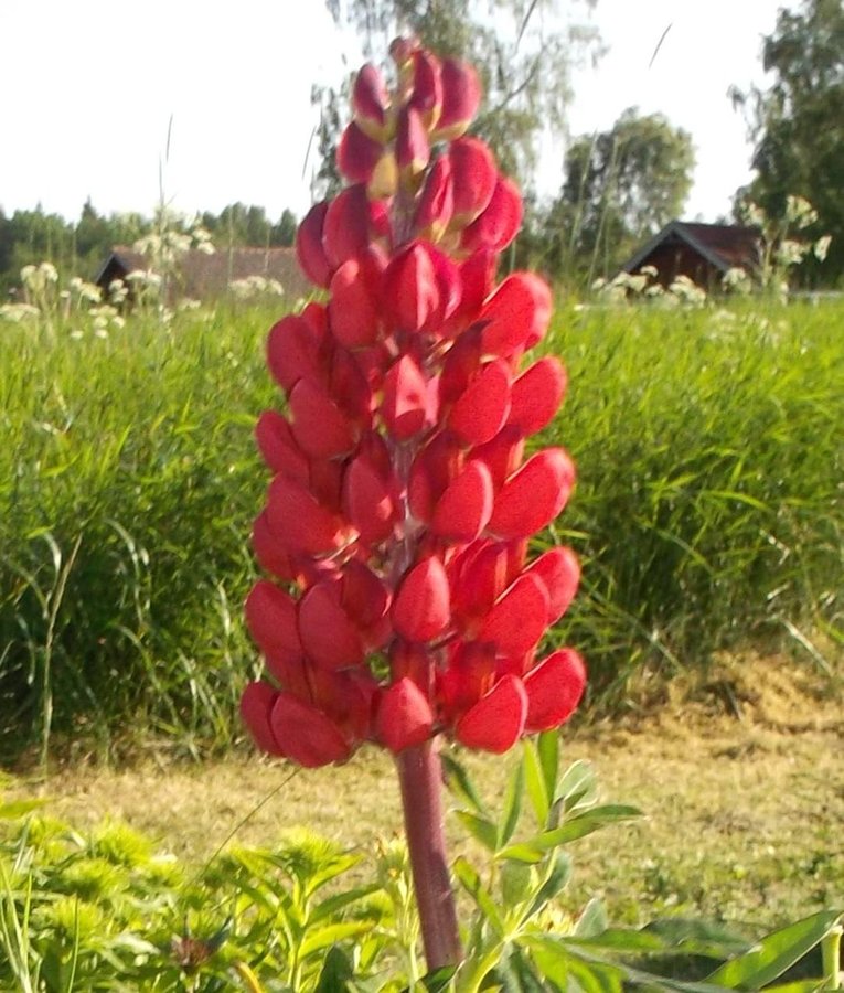 Lupin Mörk Röd 15 Frön