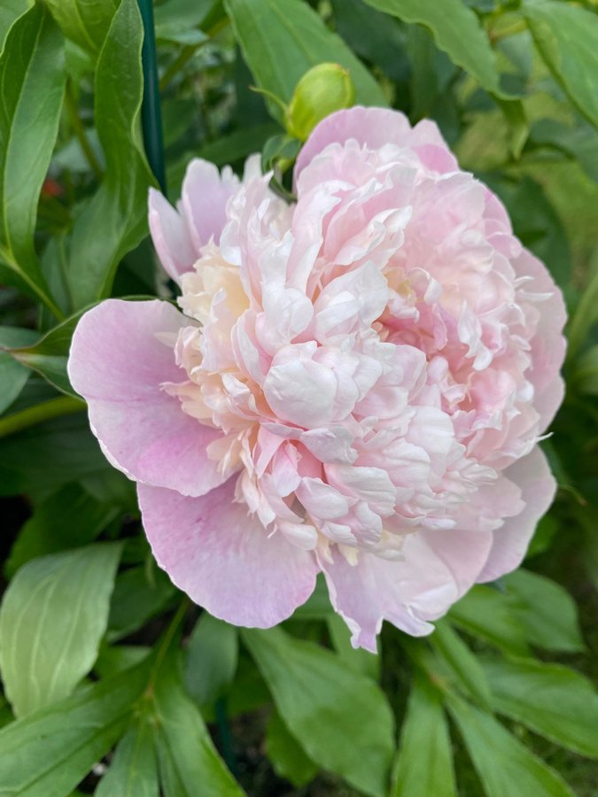 Pion Paeonia Sweet Sixteen 16 vacker som en bakelse