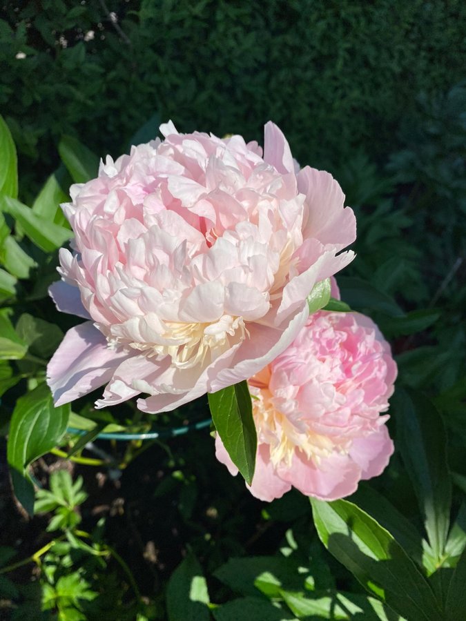 Pion Paeonia Sweet Sixteen 16 vacker som en bakelse