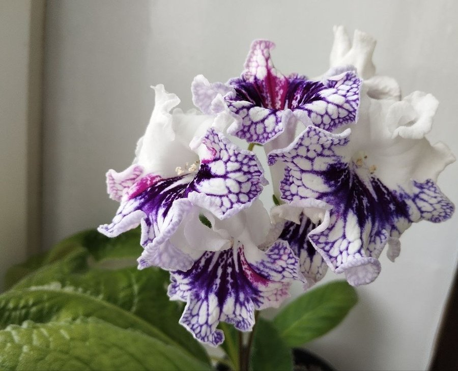 Streptocarpus Dem-170 en ung planta bild 2