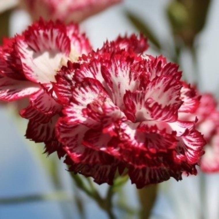 Jätte fint ! Nejlika Beningna (Dianthus caryophyllus)