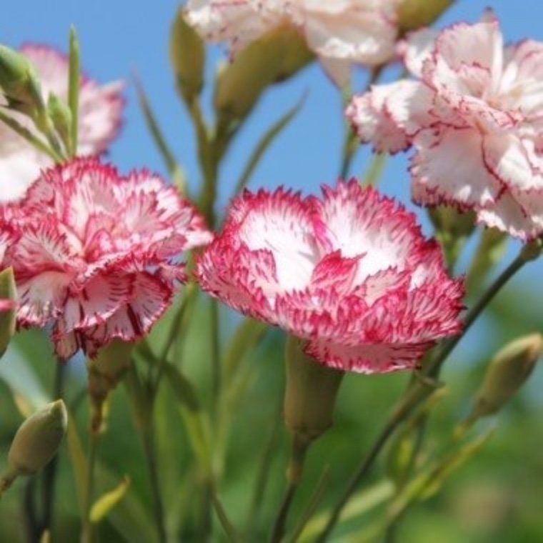 Jätte fint ! Nejlika Beningna (Dianthus caryophyllus)