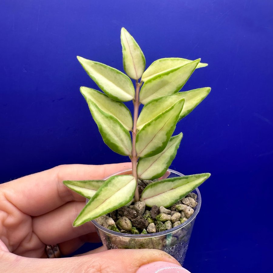 Hoya bella ’Lida Bois’/’Luis Bois' - rotad stickling