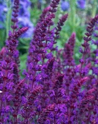 Salvia nemorosa 'Violet Queen' - Sharlakanssalvia