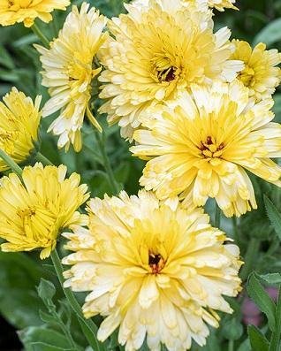 Calendula officinalis 'Pacific Beauty Cream' - Ringblomma