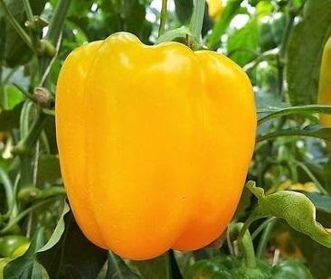 Capsicum annuum 'Golden Cal Wonder' - Paprika