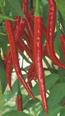 Capsicum annuum 'Cayenne Long Slim' - Chili