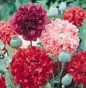 Papaver paeoniflorum 'Giant Mix' - Pionvallmo