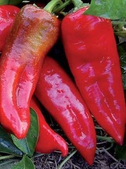 Capsicum annuum 'TollieÂ´s Sweet' - Snackpaprika