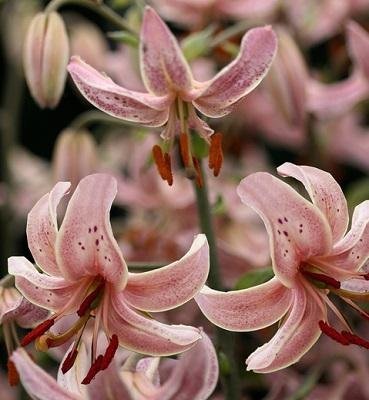 Lilium martagon 'Pink Morning´ - Krollilja