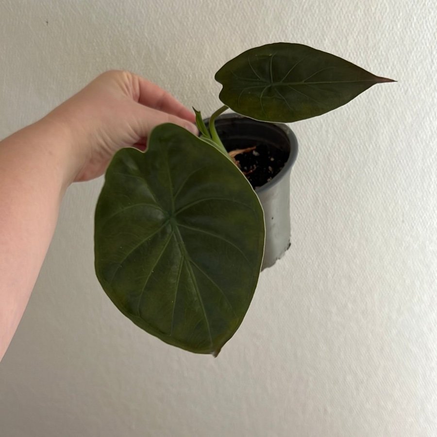 Alocasia Wentii