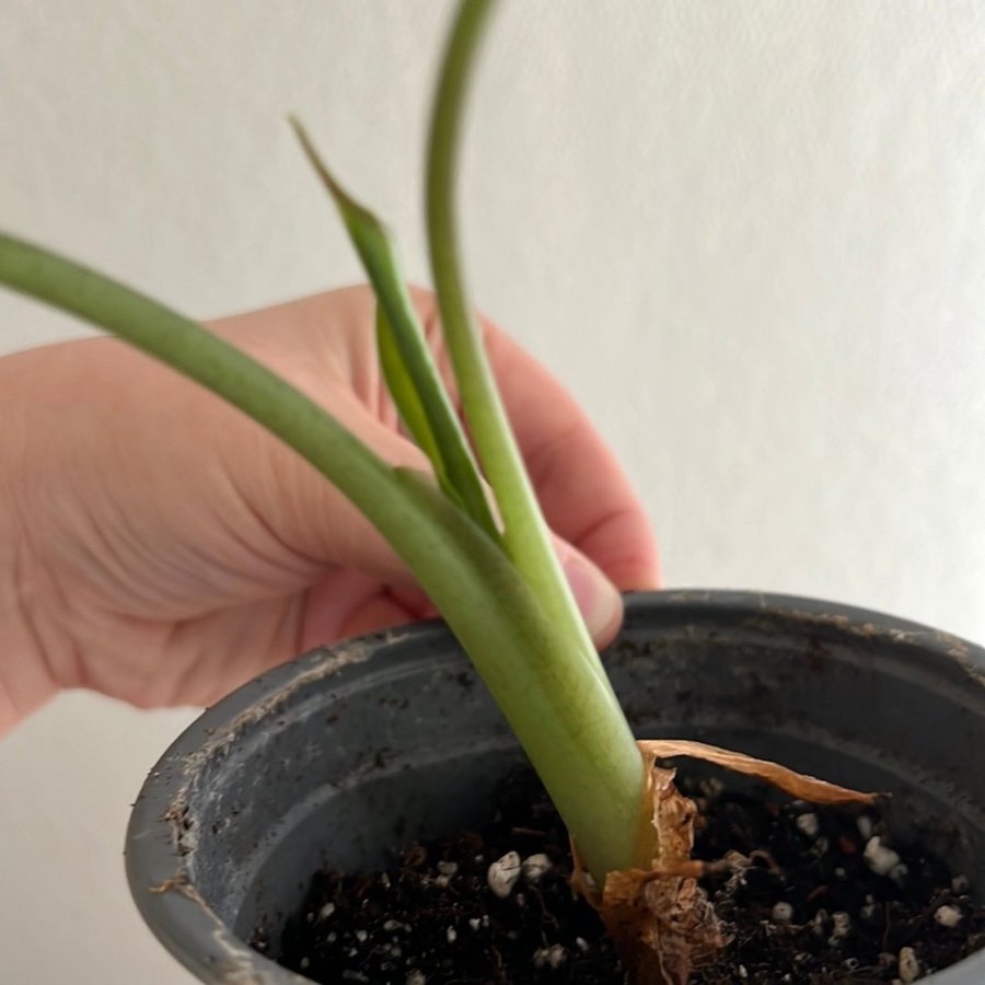 Alocasia Wentii