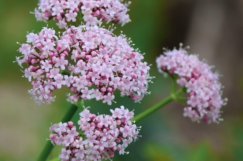 Läkevänderot ( Valeriana officinalis)