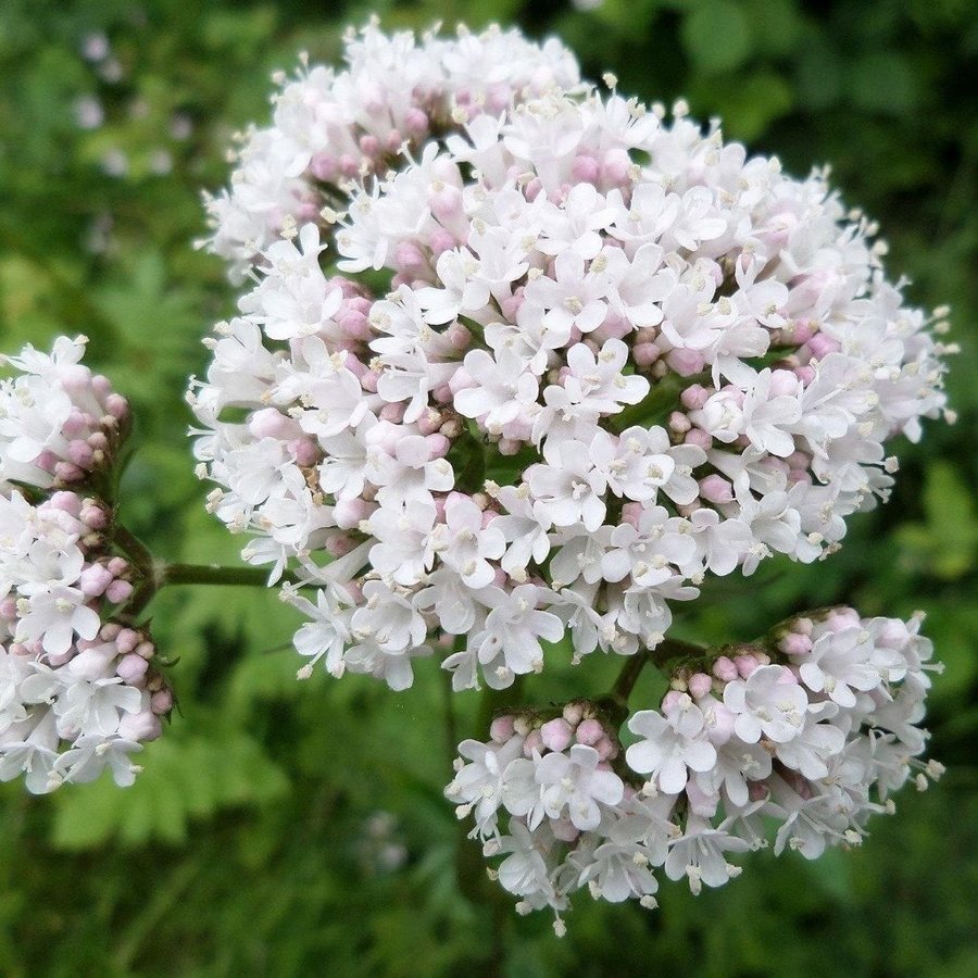 Läkevänderot ( Valeriana officinalis)