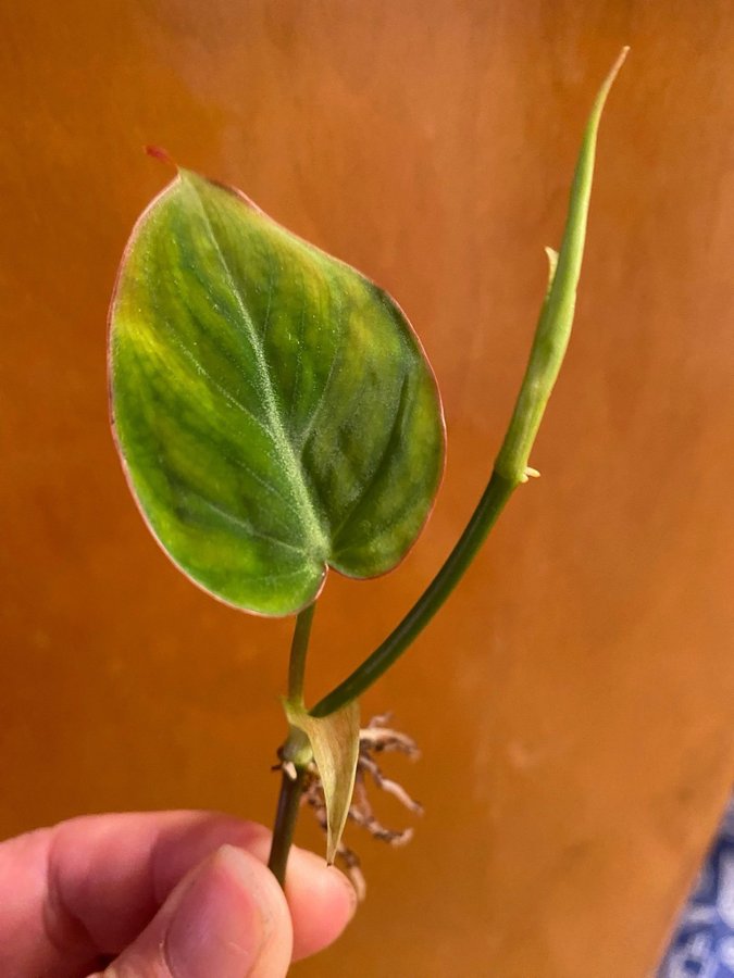 Philodendron Micans Aurea Variegata