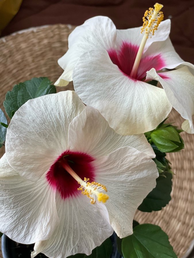 Vacker Hibiskus ljusgula enkla blommor med vinröd i mitten