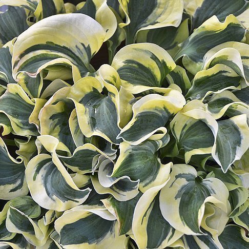 HOSTA 'MINI SKIRT' - PLANTA