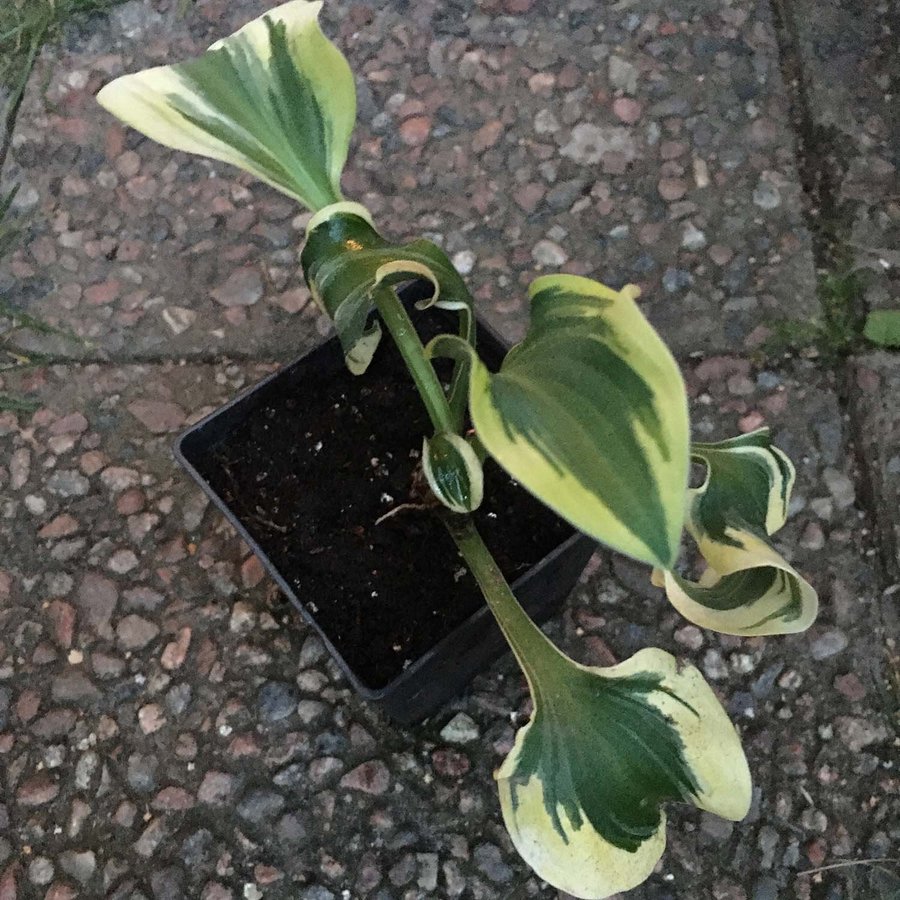 HOSTA 'MINI SKIRT' - PLANTA