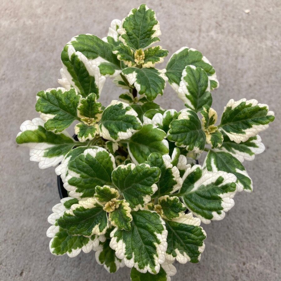 Plectranthus coleoides variegata Jordrotad PLANTA