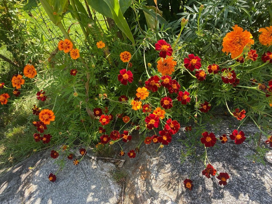 Tagetes mixade fröer