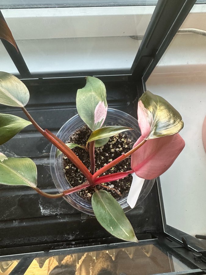 Philodendron Pink Princess