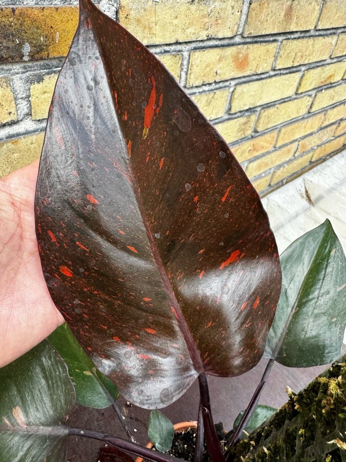 Philodendron orange princess