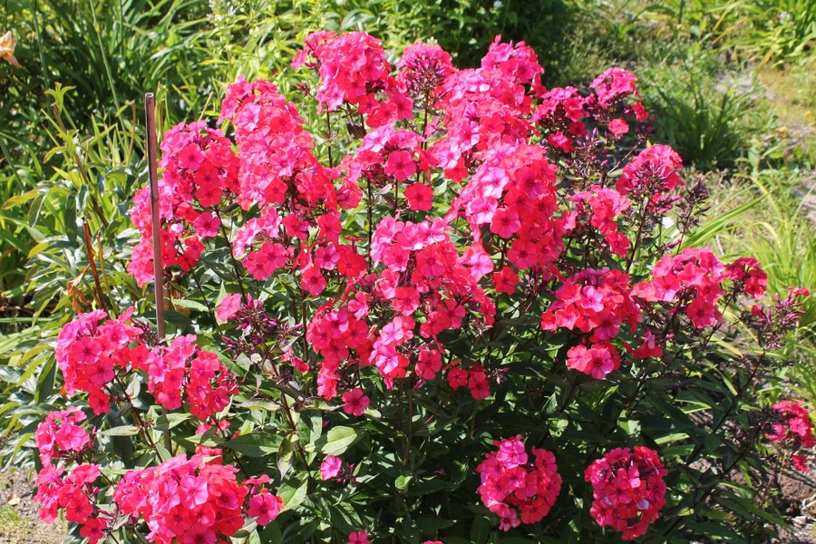 Phlox paniculata "Windsor" - höst flox