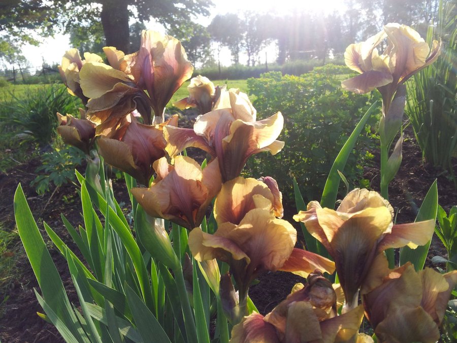 Iris germanica 'Oklahoma bandit'