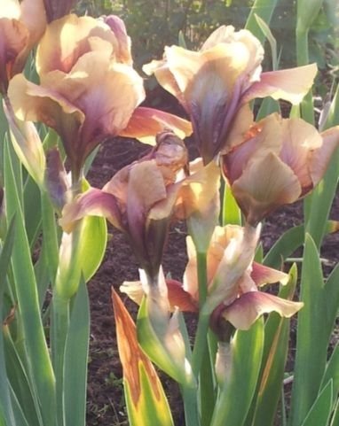 Iris germanica 'Oklahoma bandit'