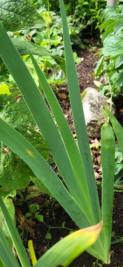 Iris germanica 'Oklahoma bandit'