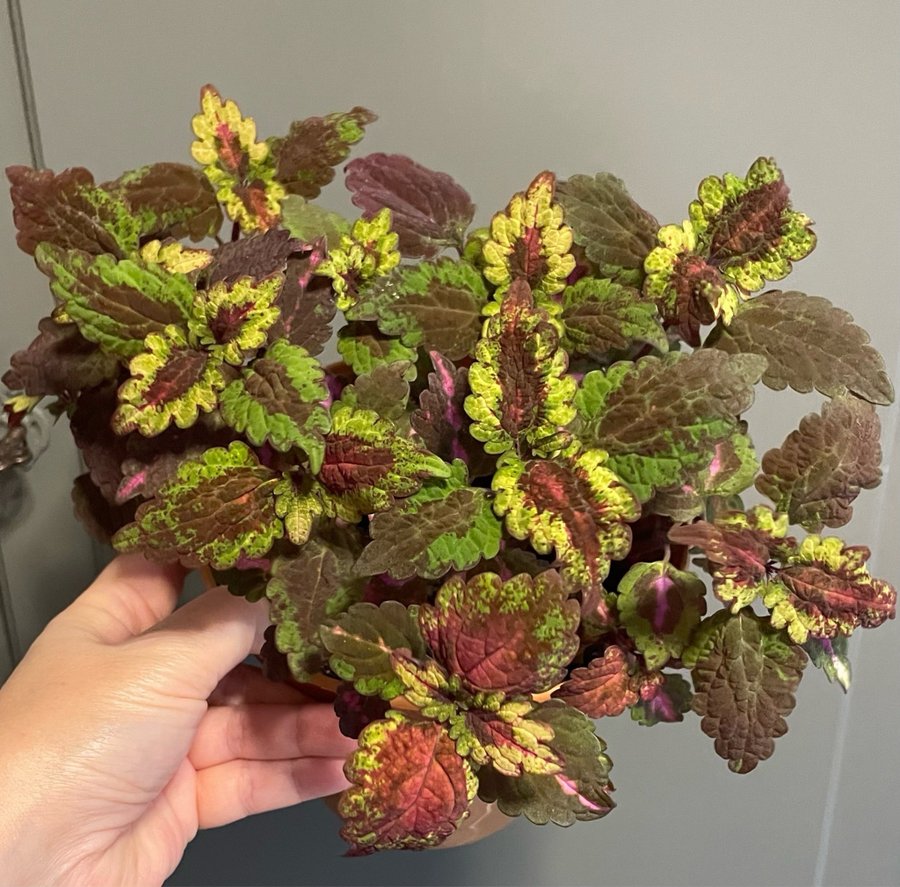 Florida Sun Rose stickling palettblad coleus