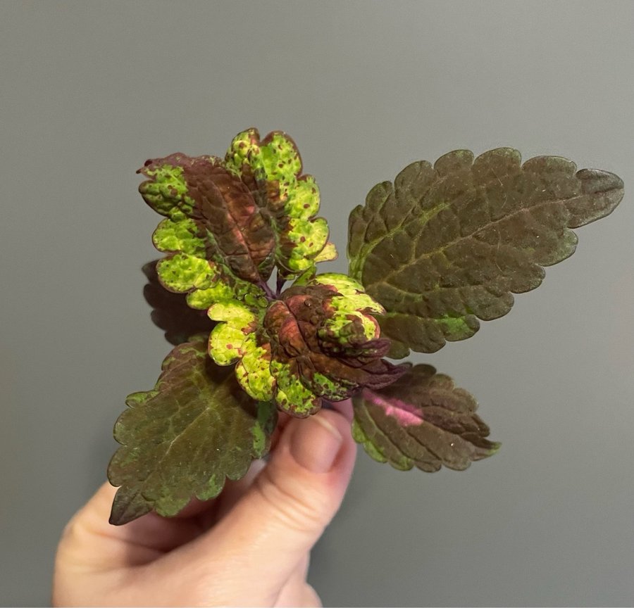 Florida Sun Rose stickling palettblad coleus