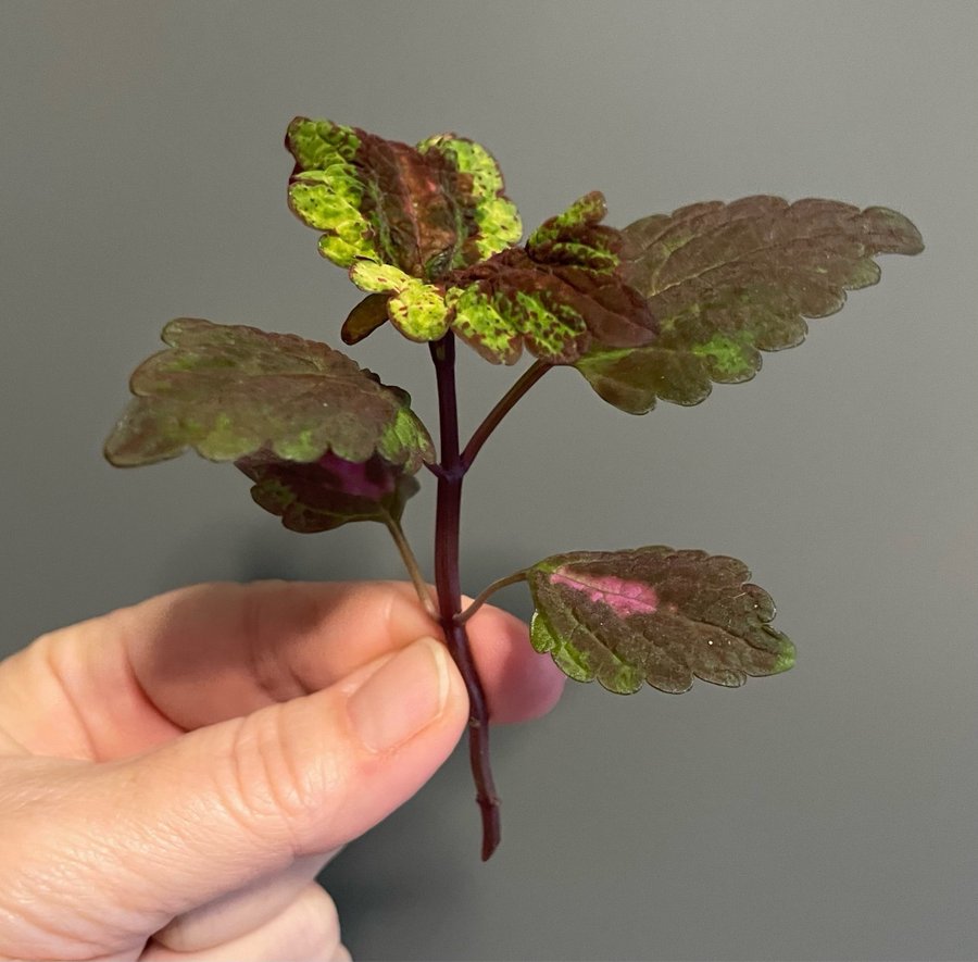 Florida Sun Rose stickling palettblad coleus