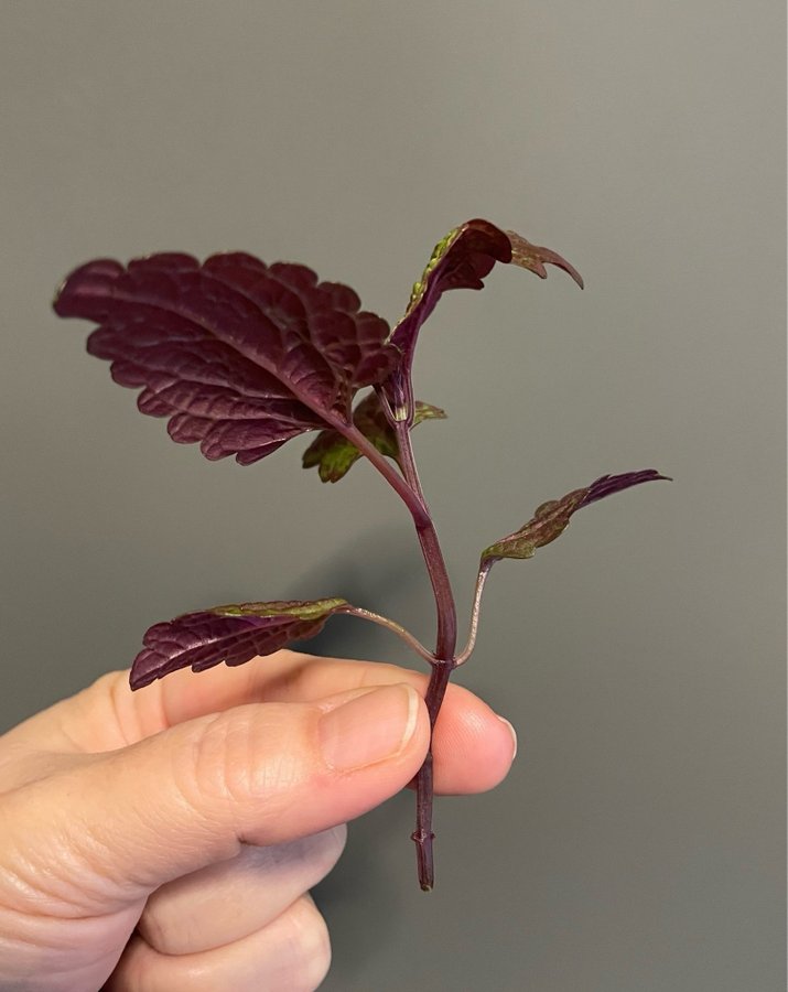 Florida Sun Rose stickling palettblad coleus