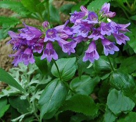 Fors penstemon - Penstemon serrulatus