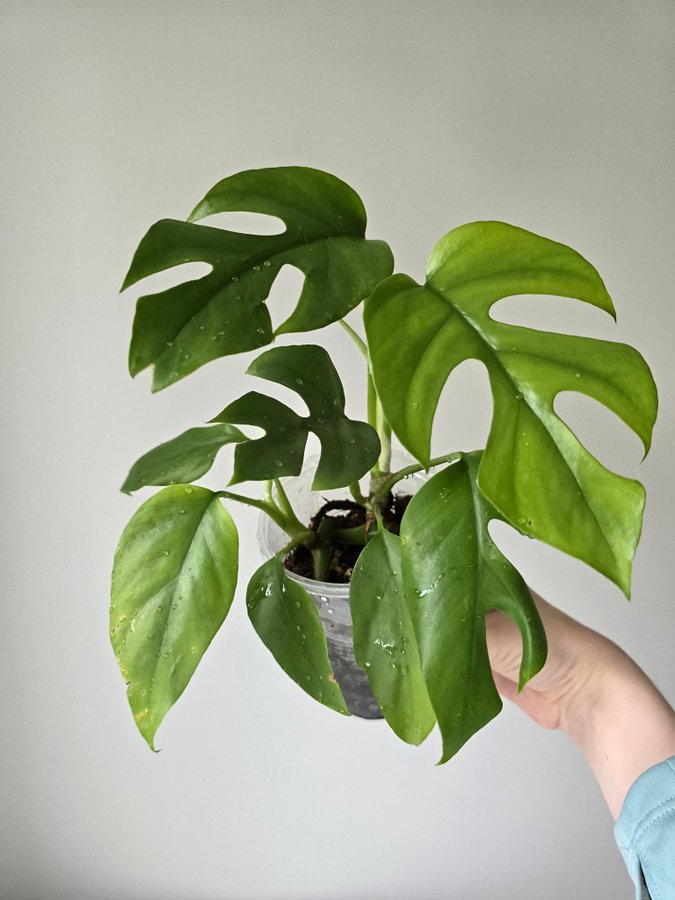 2 st Rhaphidophora tetrasperma Mini Monstera