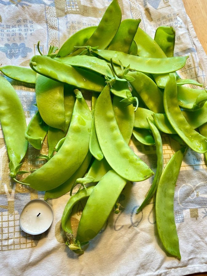 Lokförare Bergfälts jätteärt