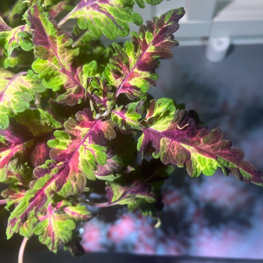 Palettblad/coleus stickling, IDRANILFRÖIS