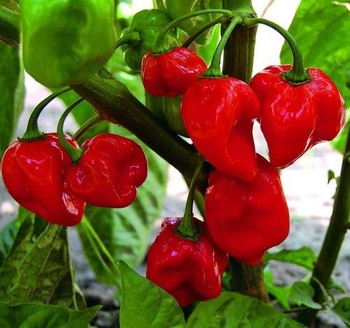 Chilipeppar Habanero red, höjd ca 40 cm, 8 st frön