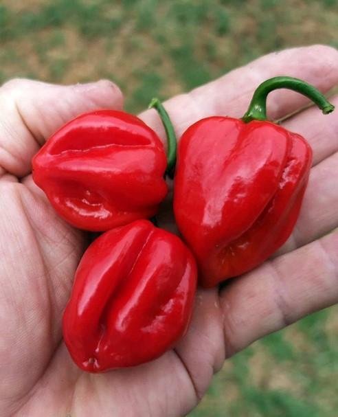 Chilipeppar Habanero red, höjd ca 40 cm, 8 st frön